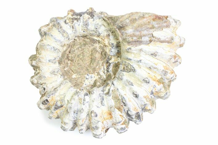 Bumpy Ammonite (Douvilleiceras) Fossil - Madagascar #361211